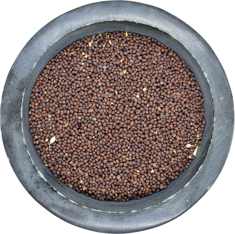 Make your own fermented mustard! Brown mustard seeds provide more spiciness and tanginess than yellow mustard seeds.