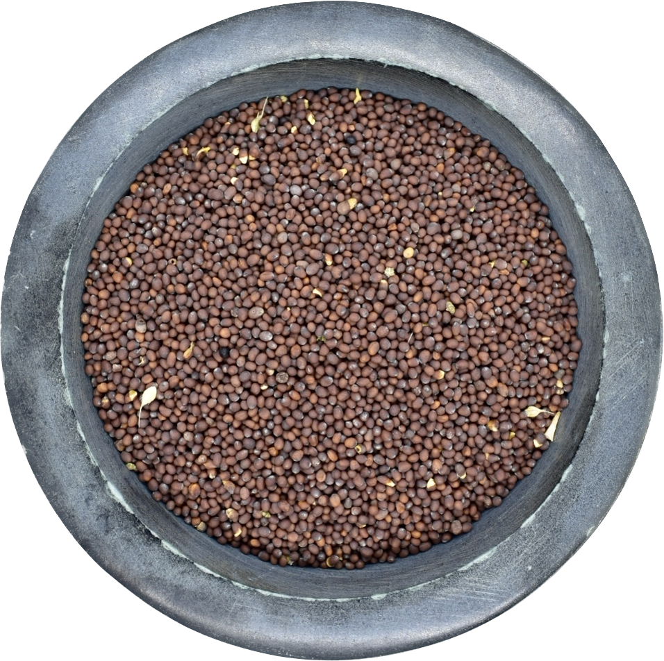 Brown Mustard Seed Home Fermenter®