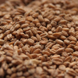 Rahr Red Wheat Malt - 55 pound bag